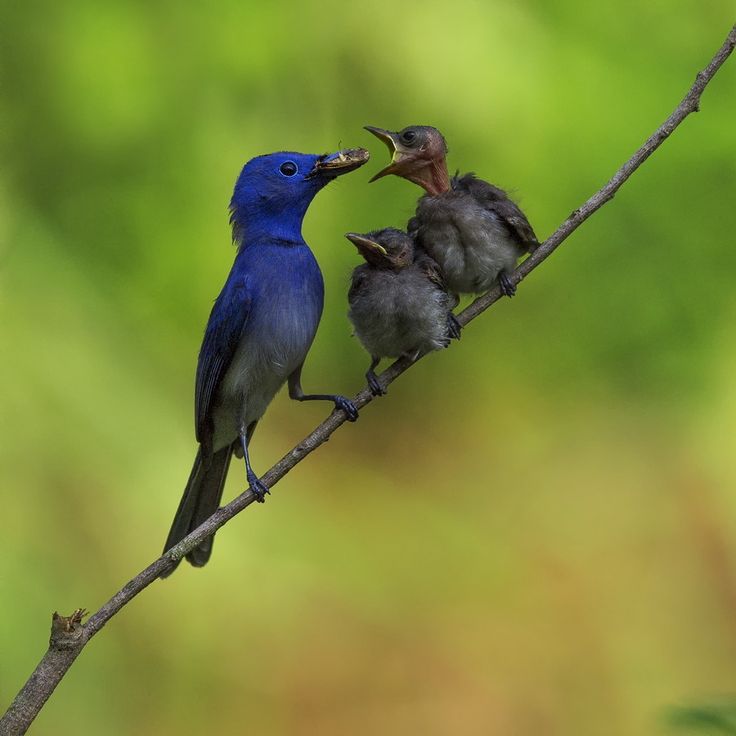 What to feed baby bluebirds
