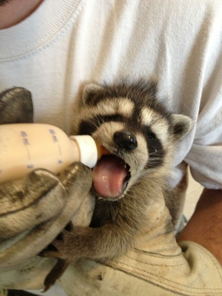 What to feed orphaned baby raccoons