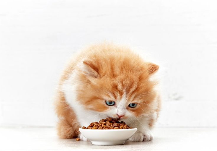 What baby food can cats eat