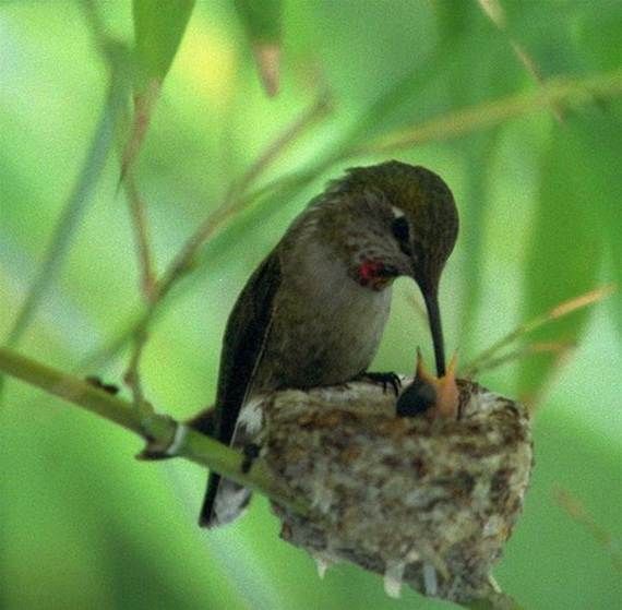 Bird feeding babies gif