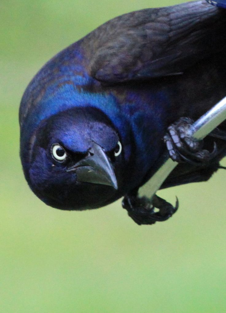 What to feed a baby grackle bird