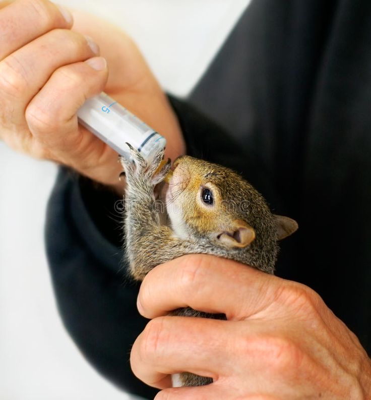 Baby squirrel feeding times