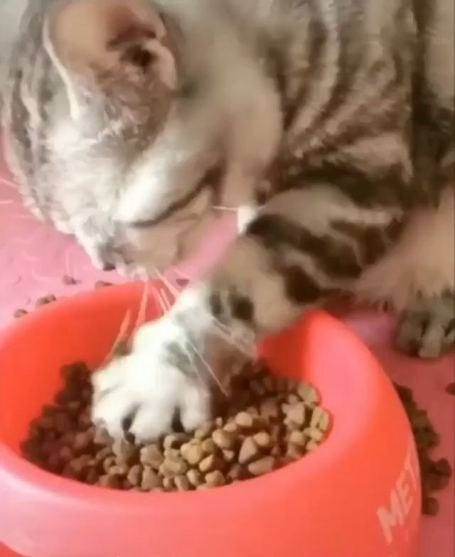 When can a baby kitten eat cat food