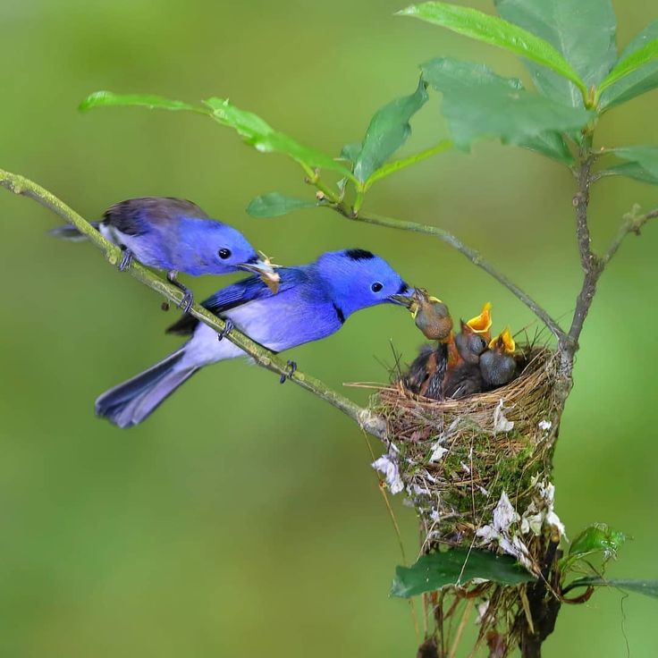 Pictures of birds feeding their babies