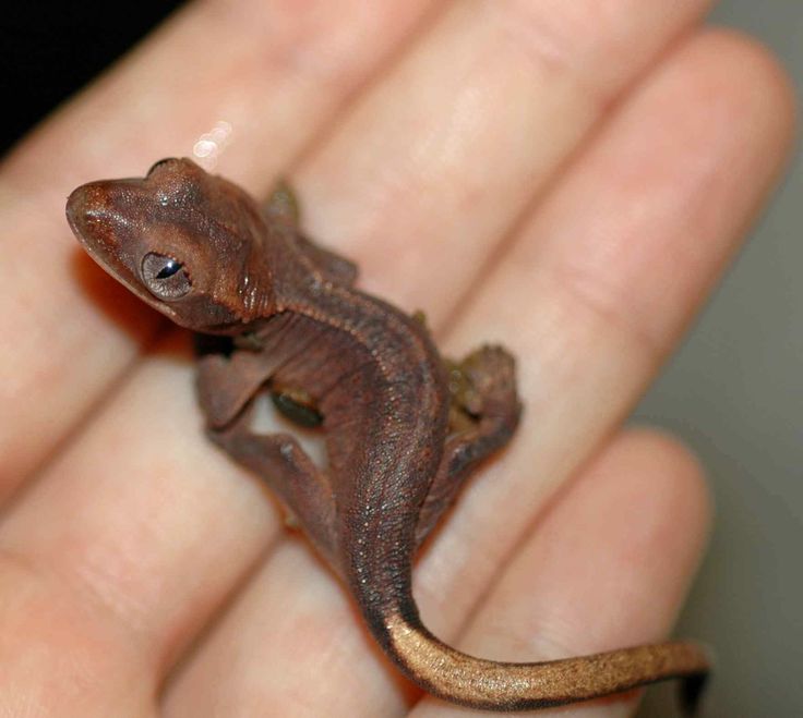 How to feed a baby crested gecko