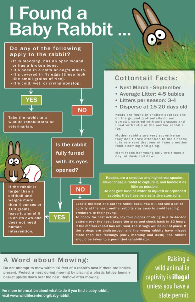 How much to feed baby rabbit