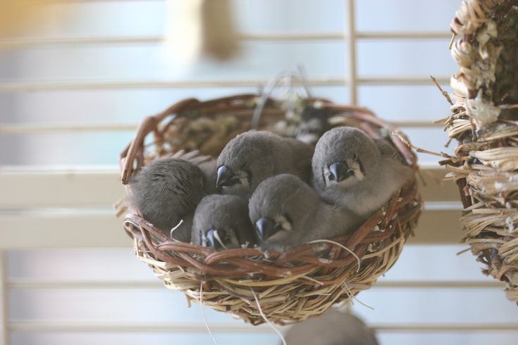 Baby finch food