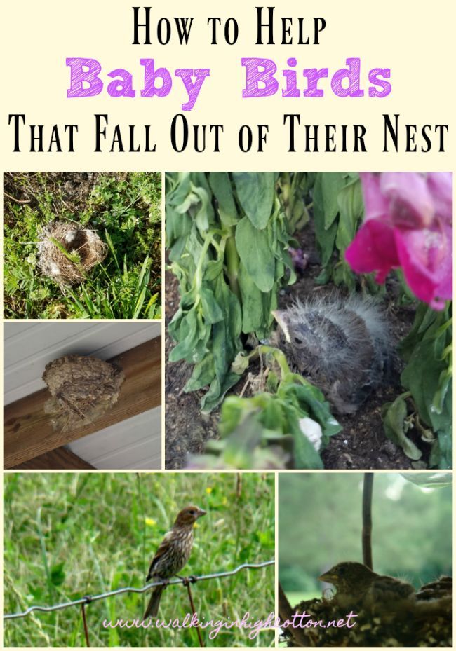 How to feed a baby bird that just hatched