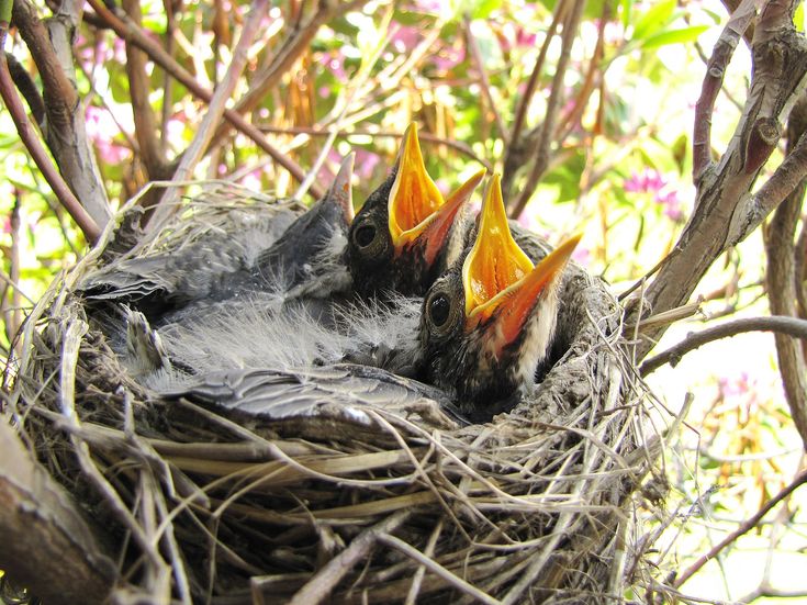 What do you feed a newborn baby bird