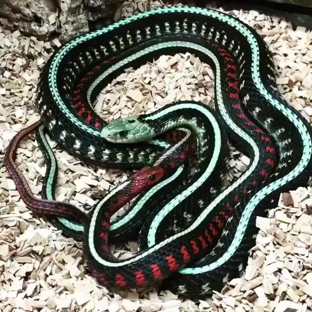 What to feed baby garter snakes