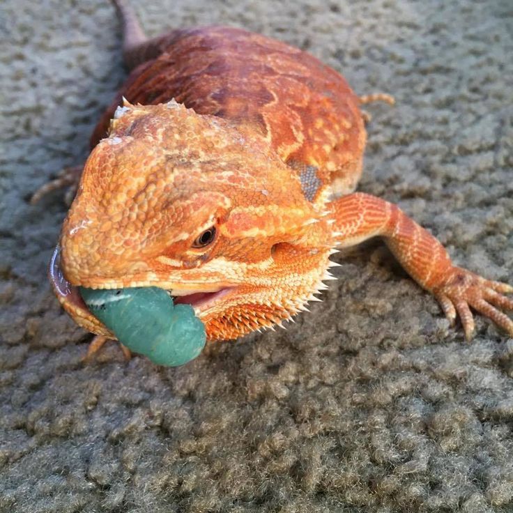 Can i feed my baby bearded dragon mealworms