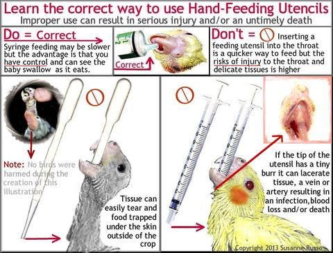 The care and feeding of baby birds play