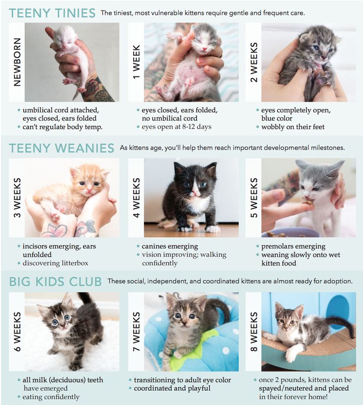 What to feed baby kittens without mom