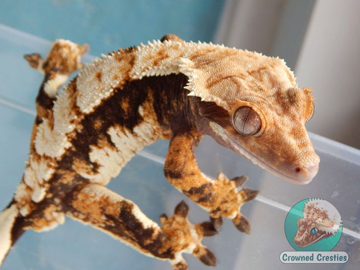 Baby crested gecko feeding schedule