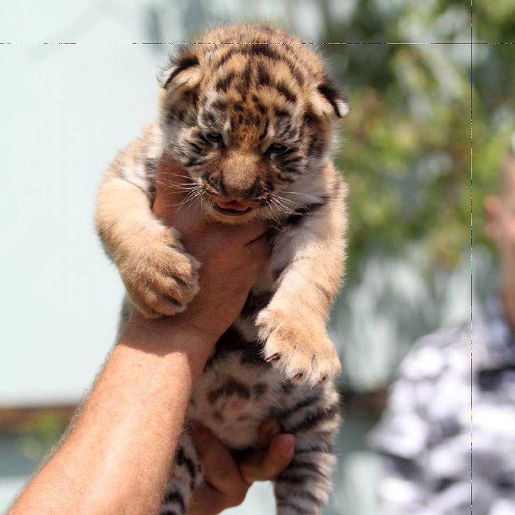 Feed baby tigers dubai