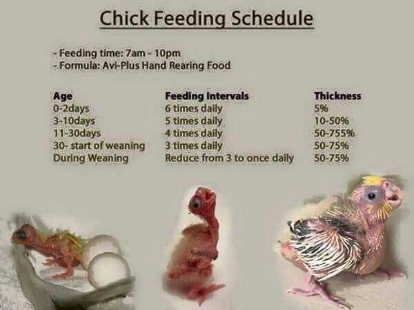 What to feed a baby lovebird