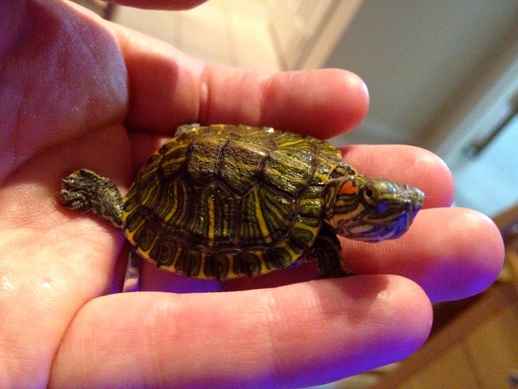 How to feed a red eared slider turtle baby