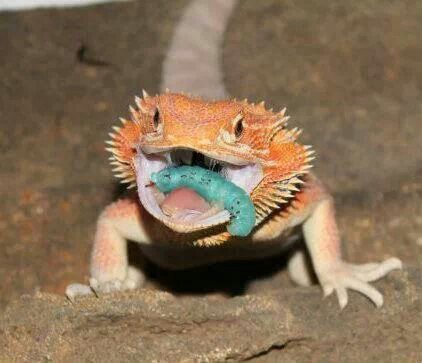 Feeding baby bearded dragon mealworms