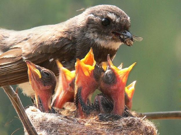 Birds feeding their babies images