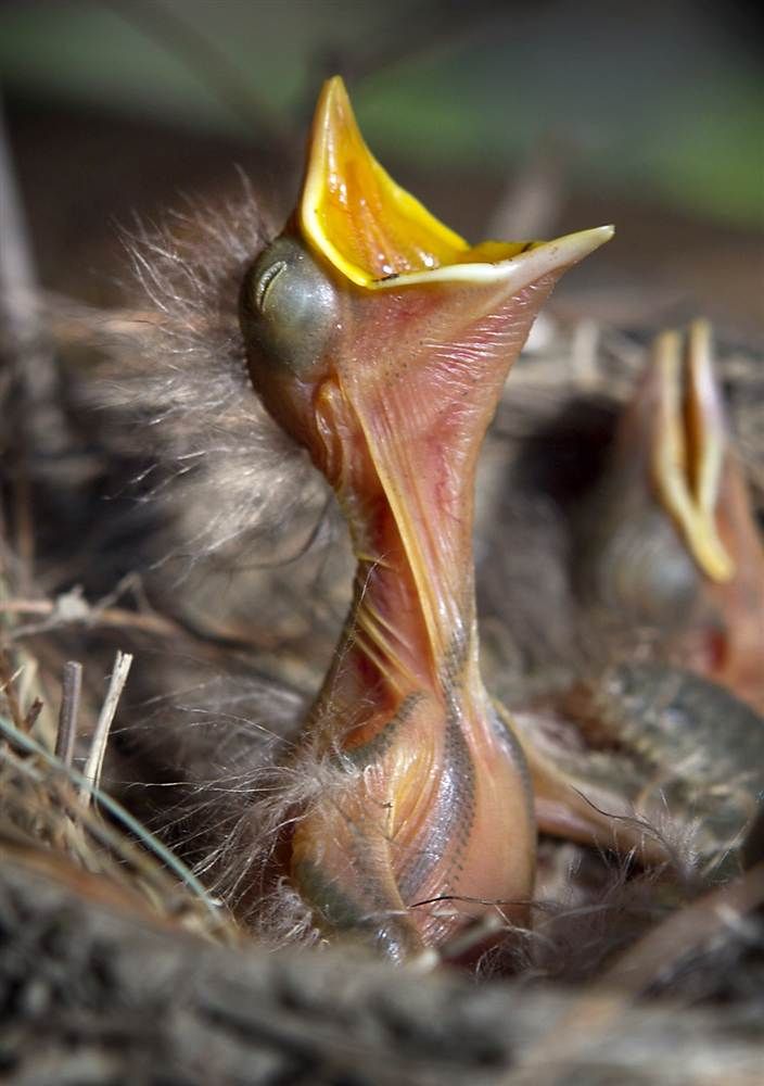 What to feed a stranded baby bird