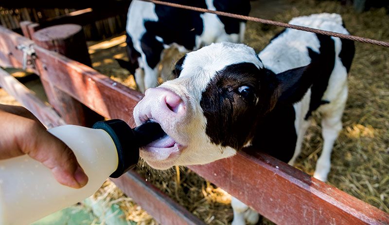 How long do you bottle feed a baby calf