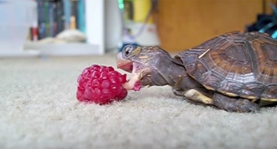 What to feed baby desert tortoise