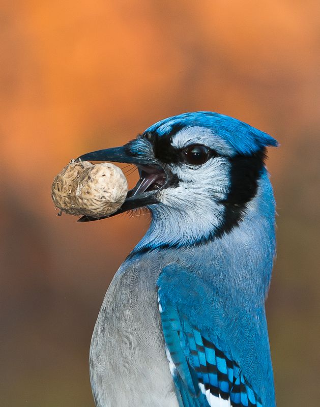 Blue jay baby food