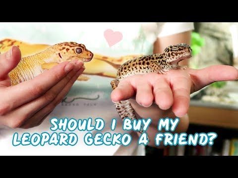 What to feed baby house geckos