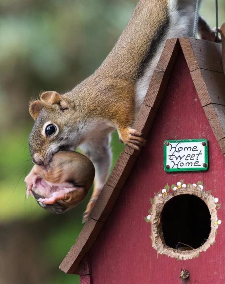 What should i feed a baby squirrel