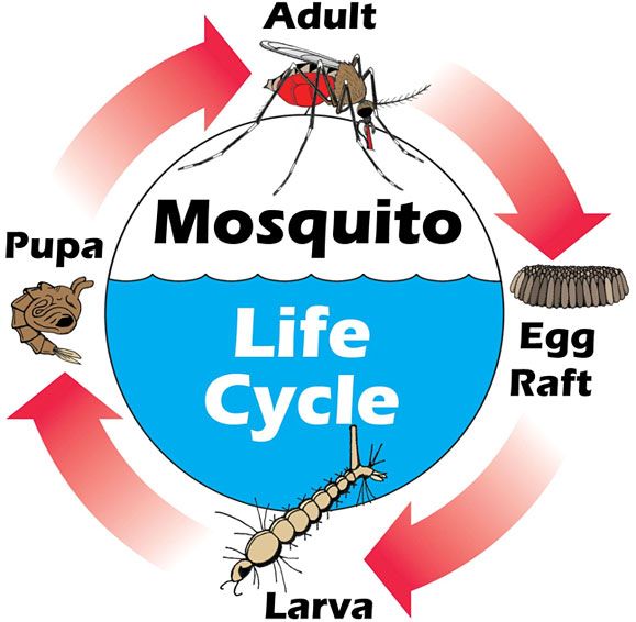 How do mosquitoes feed their babies