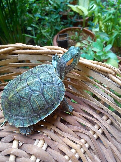 Food for baby red eared slider turtles