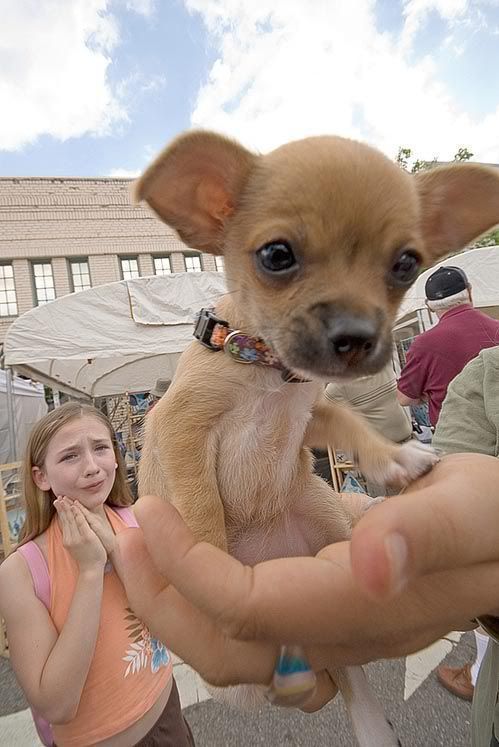 What to feed baby chihuahua puppies