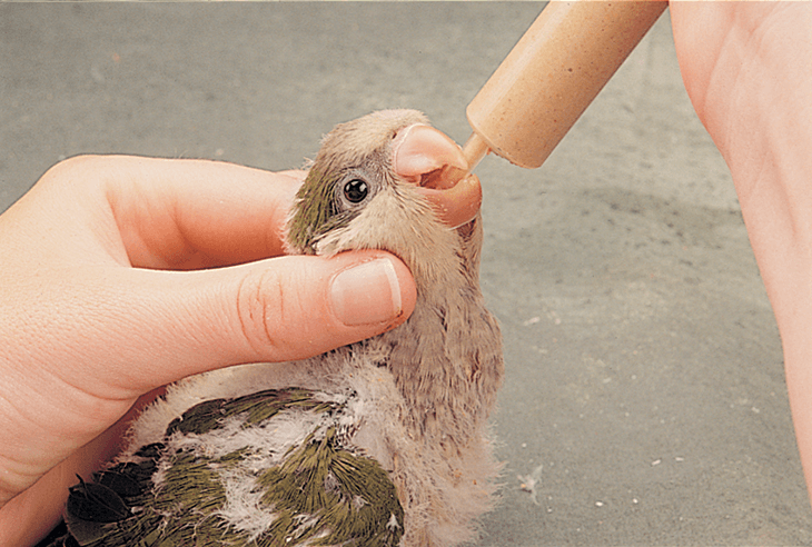 Feeding baby hawk