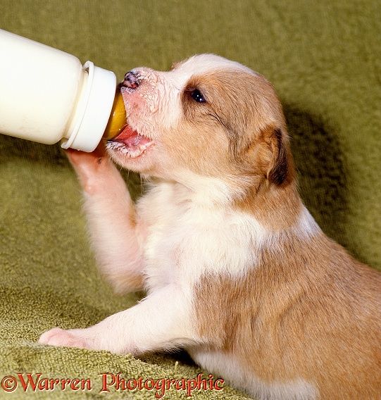 How to bottle feed baby pigs