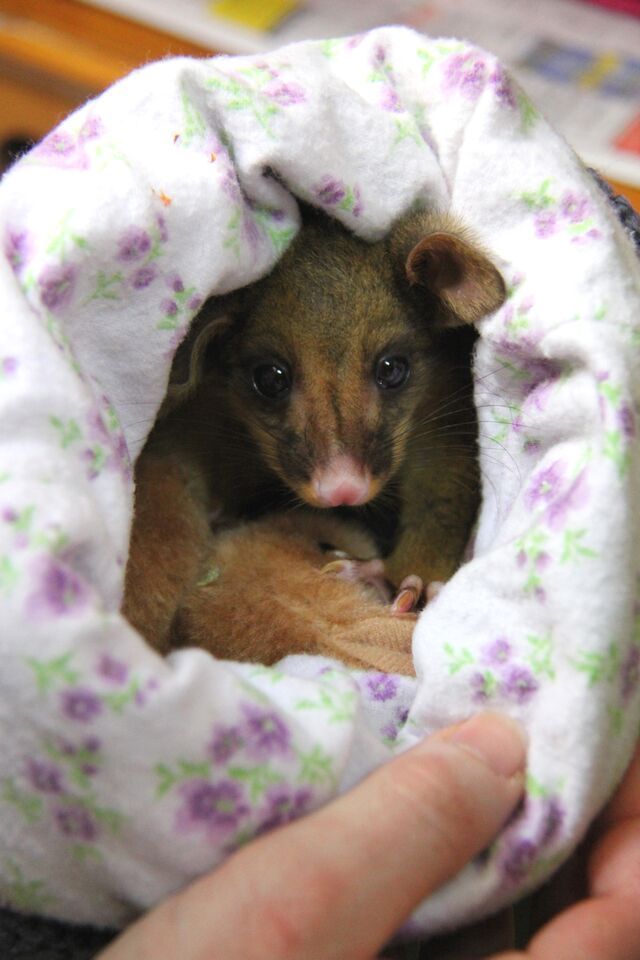 How to feed a baby possum