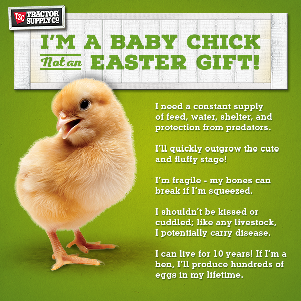 What do you feed baby chicks when they hatch