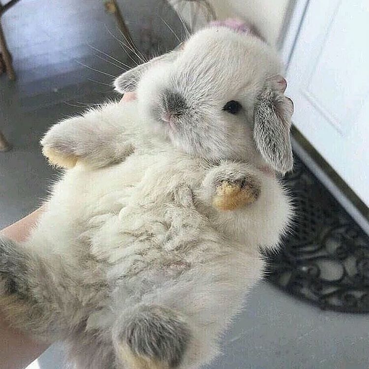 How do bunnies feed their babies