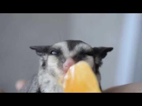 Can sugar gliders eat baby food