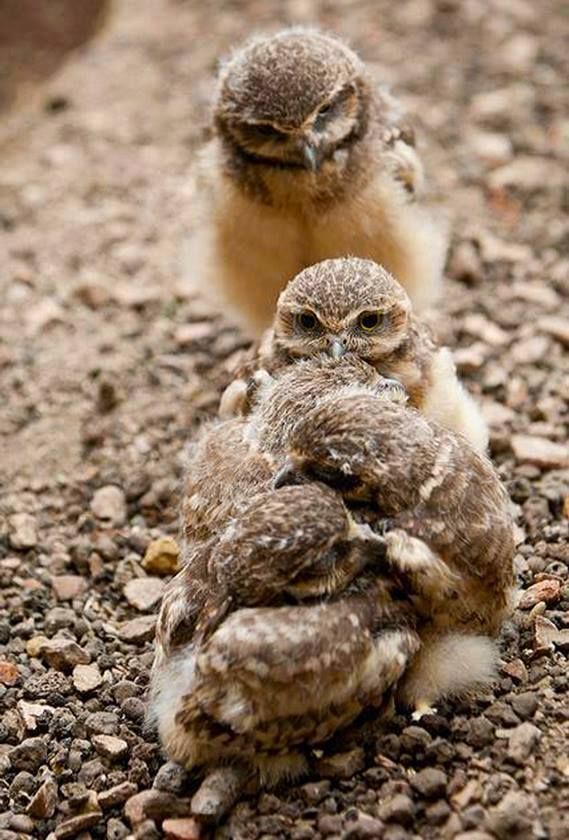 How to feed a baby owl