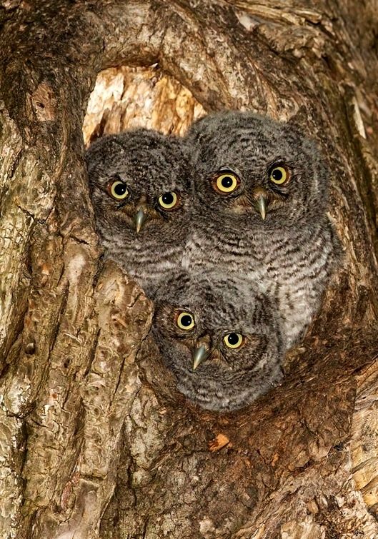 Feeding baby screech owl