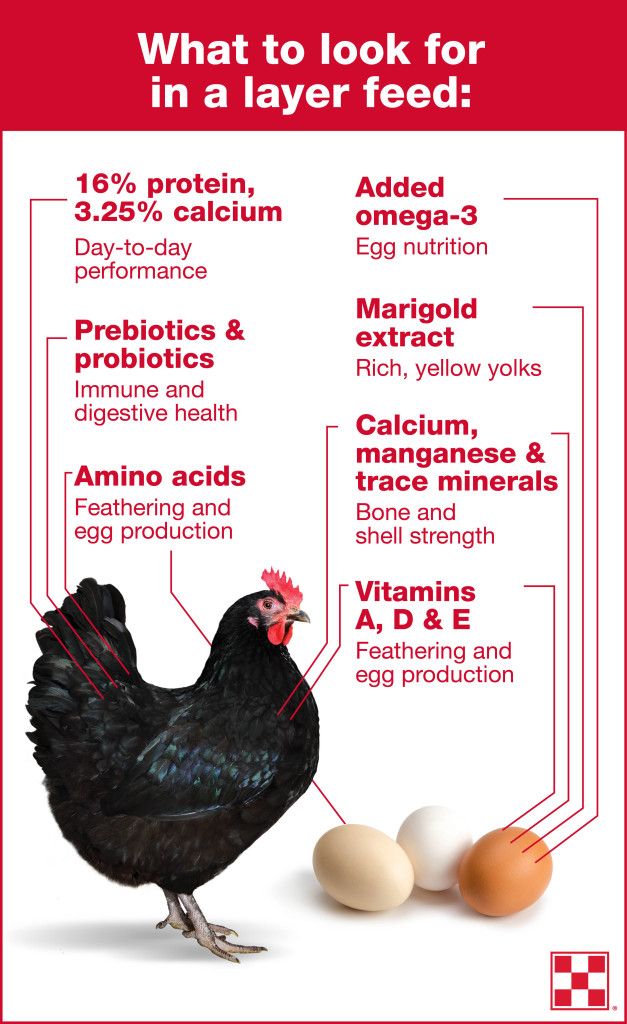 Best feed for baby chickens