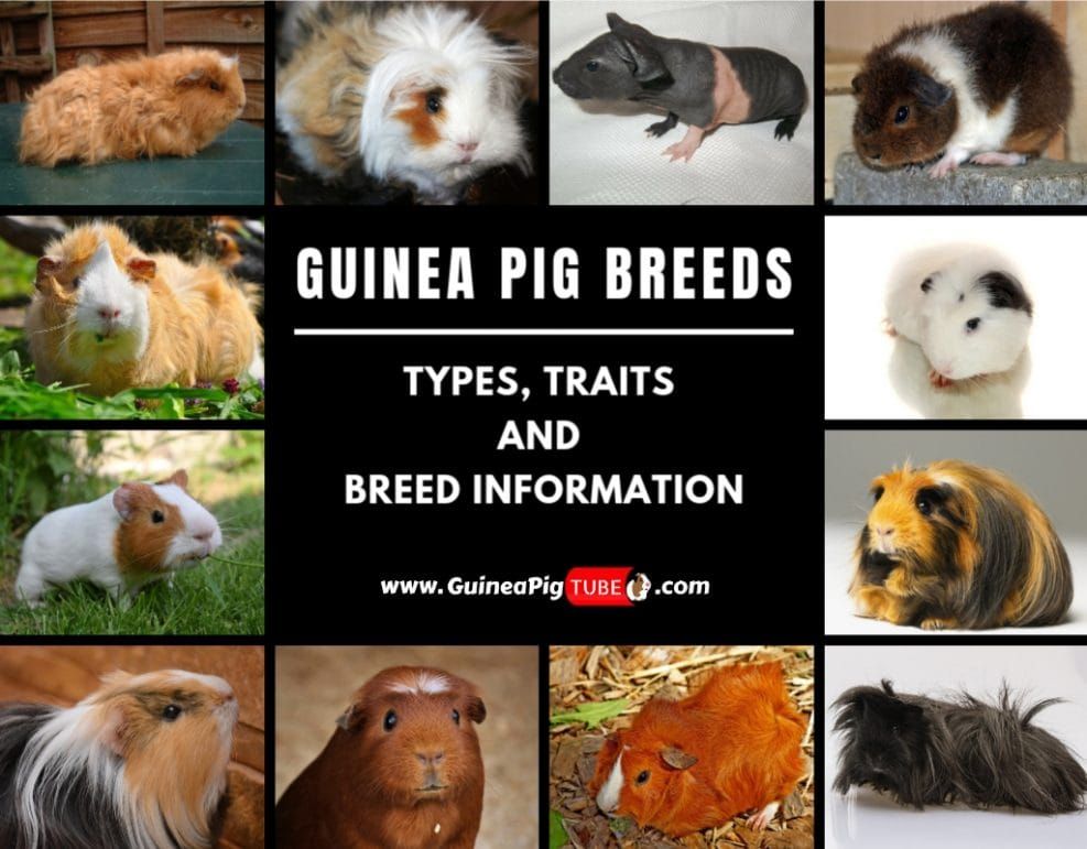 Baby guinea pig food guide