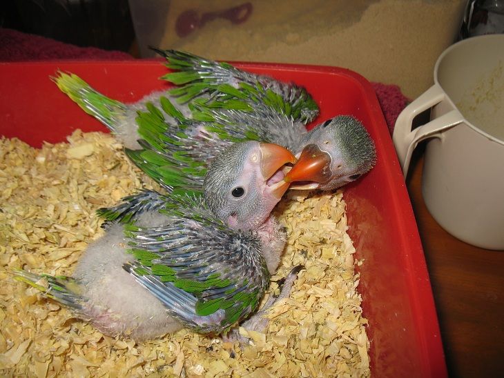 What to feed baby parakeets