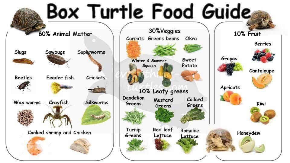 Food for tortoise baby