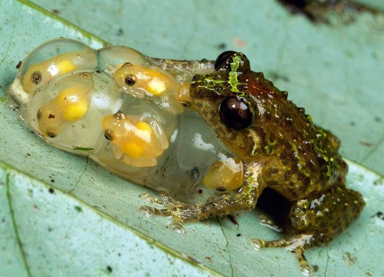 Baby toad feeding