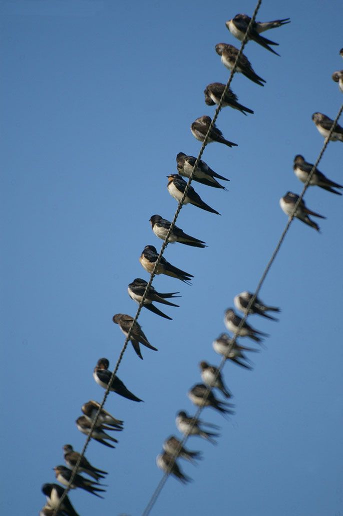 What to feed baby barn swallow birds