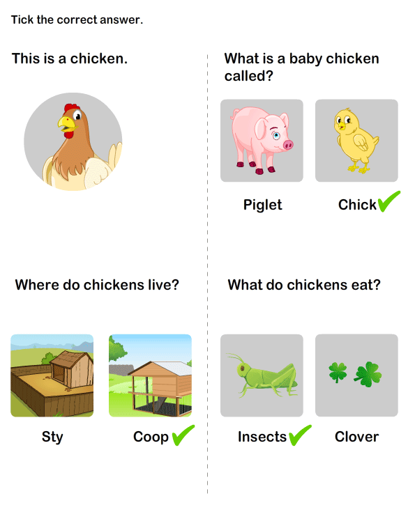 What foods can baby chicks eat