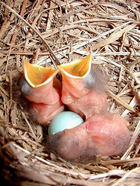 Can you feed baby birds bread