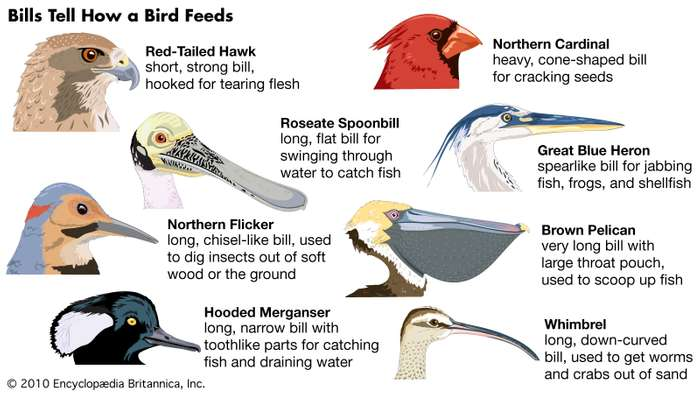 What to feed a baby cardinal bird