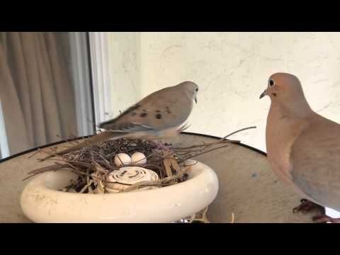 How doves feed their babies